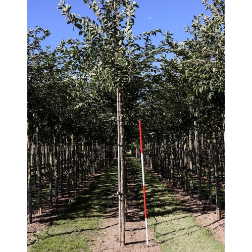 Prydnadskörsbär - Prunus 'Accolade' - Stammens omkrets 14-16 cm, höjd 3,5-4 meter, HS,